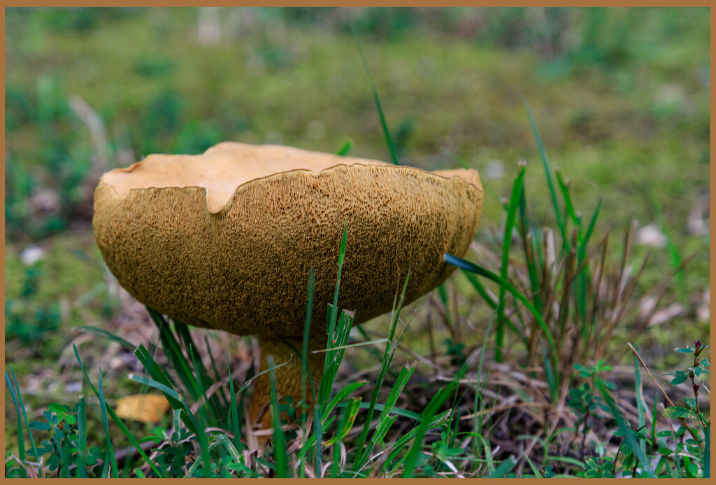 Mushroom Cup by hjbenson
