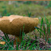 Mushroom Cup by hjbenson