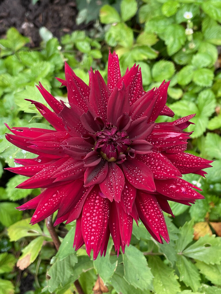 Dahlia in the drizzle by 365projectmaxine