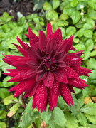 31st Aug 2021 - Dahlia in the drizzle