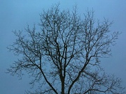 15th Jan 2011 - tree during winter