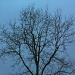 tree during winter by hjbenson