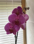 31st Aug 2021 - Orchid