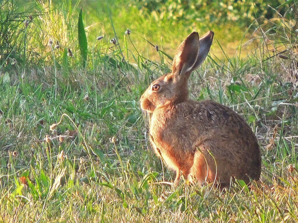 Young hare by etienne
