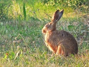 31st Aug 2021 - Young hare