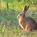 Young hare by etienne
