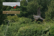 31st Aug 2021 - Lanner Falcon Expertly Catches The Lure