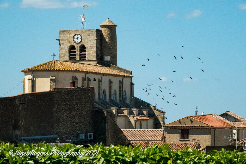 church birds by nigelrogers