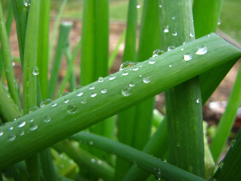 wet grass by 38dcmoder