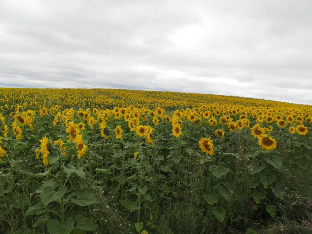 Sunflower field by speedwell