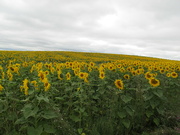 17th Aug 2021 - Sunflower field