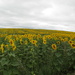 Sunflower field by speedwell