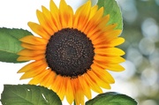 31st Aug 2021 - Late Summer Sunflower