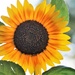 Late Summer Sunflower by lynnz