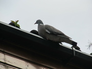 19th Aug 2021 - When the roof guttering is a bird bath