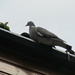When the roof guttering is a bird bath by speedwell