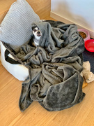 1st Sep 2021 - Small dog , big blanket. 
