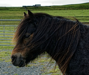 28th Aug 2021 - 0828 - Shetland Pony