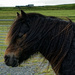 0828 - Shetland Pony by bob65