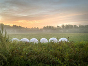 30th Aug 2021 - Marshmallows, sunrise and fog