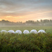 Marshmallows, sunrise and fog by joansmor
