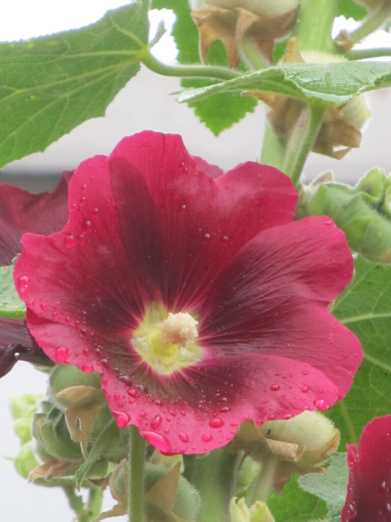 Hollyhock flower capturing the raindrops by speedwell