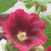 Hollyhock flower capturing the raindrops by speedwell