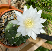 31st Aug 2021 - Cactus Flower