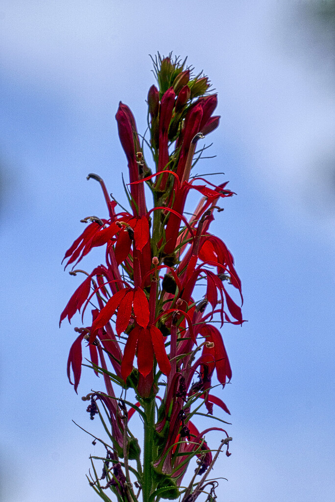 Cardinal Flower SGG by k9photo
