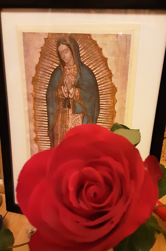 Our Lady of Guadalupe  and a red rose. by grace55