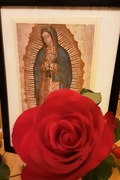 31st Aug 2021 - Our Lady of Guadalupe  and a red rose.