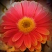 Pink Gerbera flower. by grace55