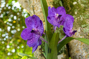 31st Aug 2021 - Orchids