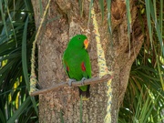 31st Jul 2021 - Eclectus parrot on the swing...