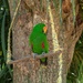 Eclectus parrot on the swing... by gosia