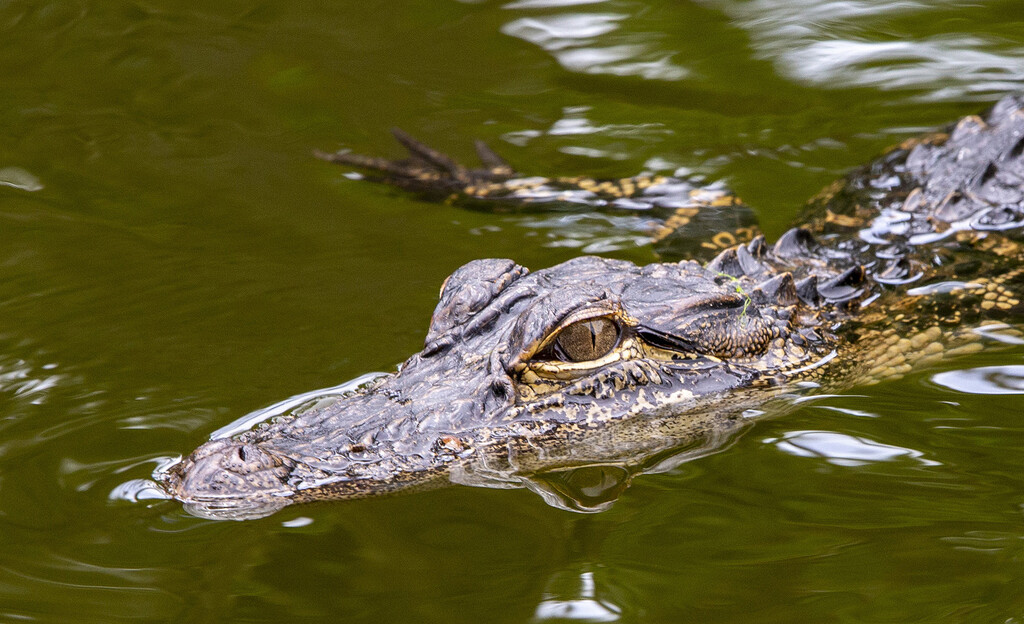 Hilton Head Island Alligator by pdulis