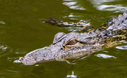 31st Aug 2021 - Hilton Head Island Alligator