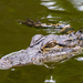 Hilton Head Island Alligator by pdulis