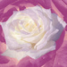 Rose Petals  by sugarmuser