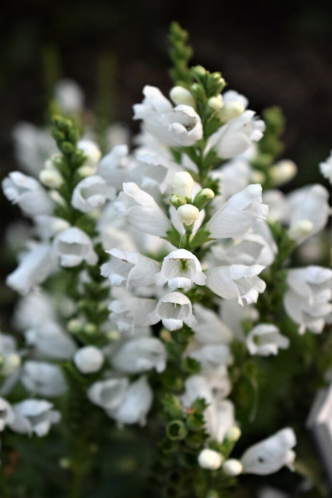 White Obedient Plant by sandlily