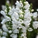 White Obedient Plant by sandlily