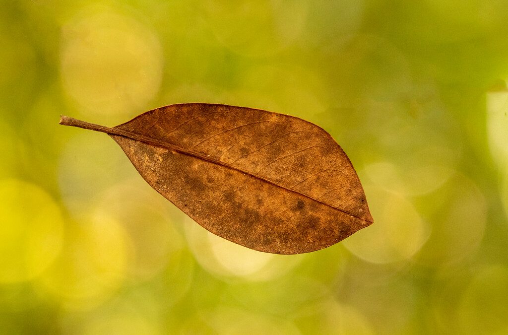 Leaf Suspended in Mid-air! by rickster549