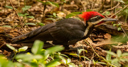 31st Aug 2021 - Pileated Woodpecker!