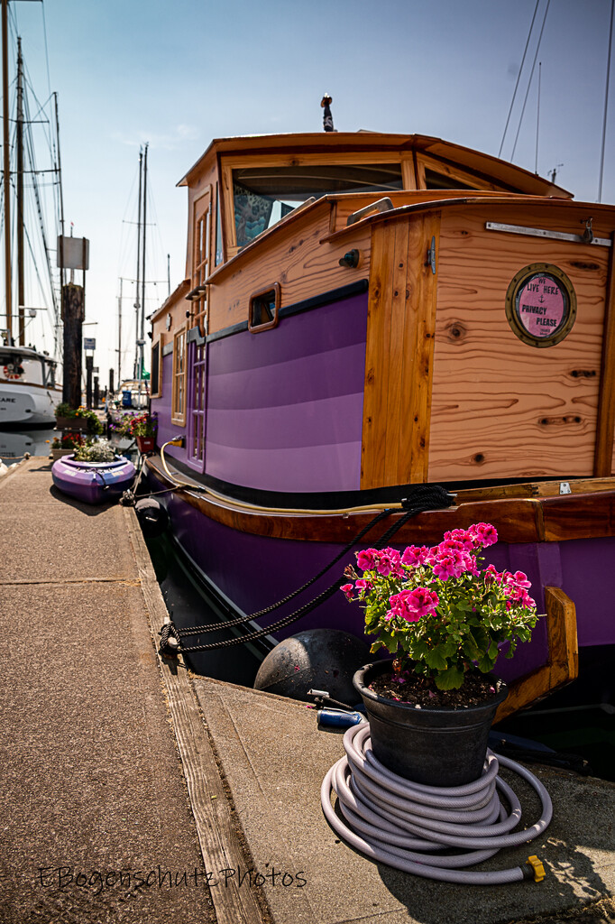 Purple House Boat by theredcamera