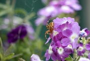 1st Sep 2021 - Just a Garden Spider hanging out