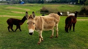 1st Sep 2021 -  Donkey's and Alpaca's.. 