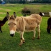  Donkey's and Alpaca's..  by julzmaioro