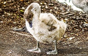 1st Sep 2021 - An ugly duckling (no)