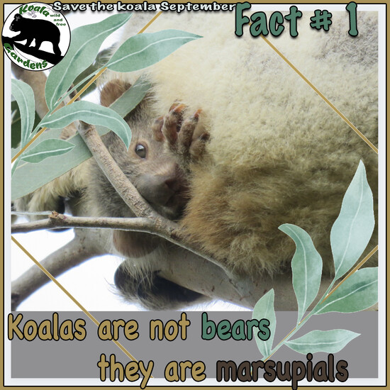 not bears by KoalaGardens🐨 · 365 Project