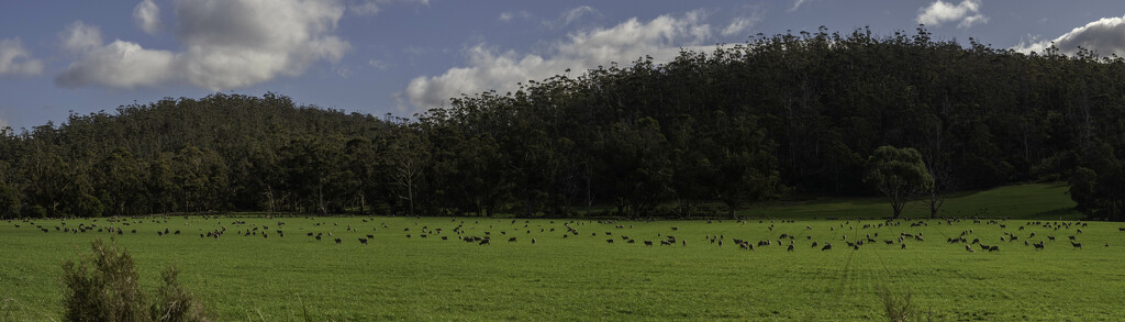 Tasmania-sheep country by gosia